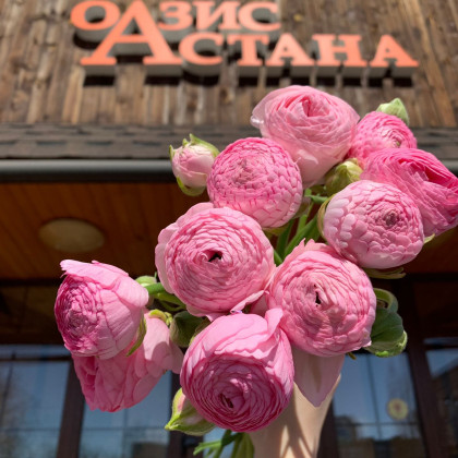 Ранункулюсы