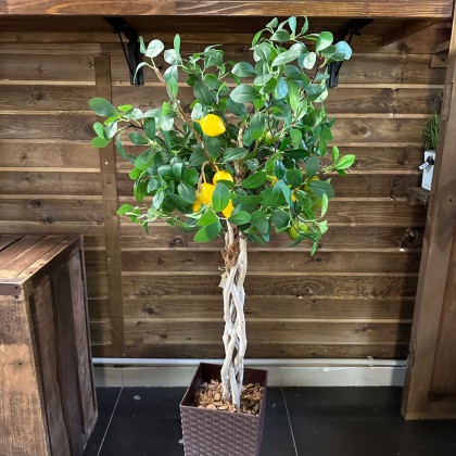 Ботаническая копия "Лимонное дерево"