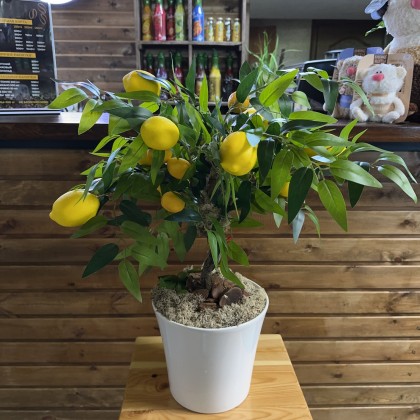 Ботаническая копия настольная "Лимонное дерево"