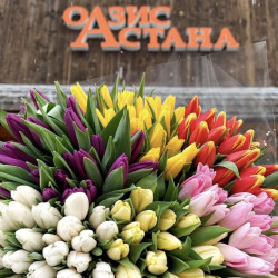 Тюльпаны оптом пачка (50 шт, КРАСНЫЕ)