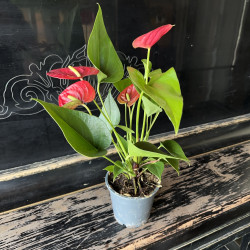 Антуриум small (35 см)