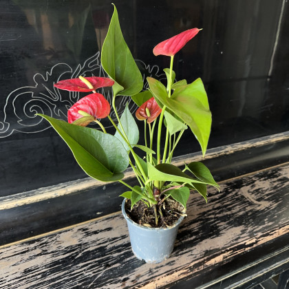 Антуриум small (35 см)