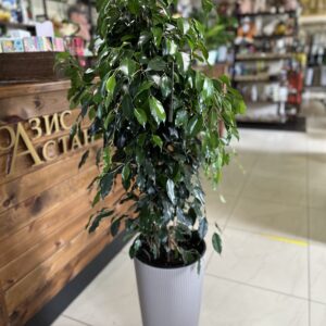 Фикус Бенджамина пересаженный