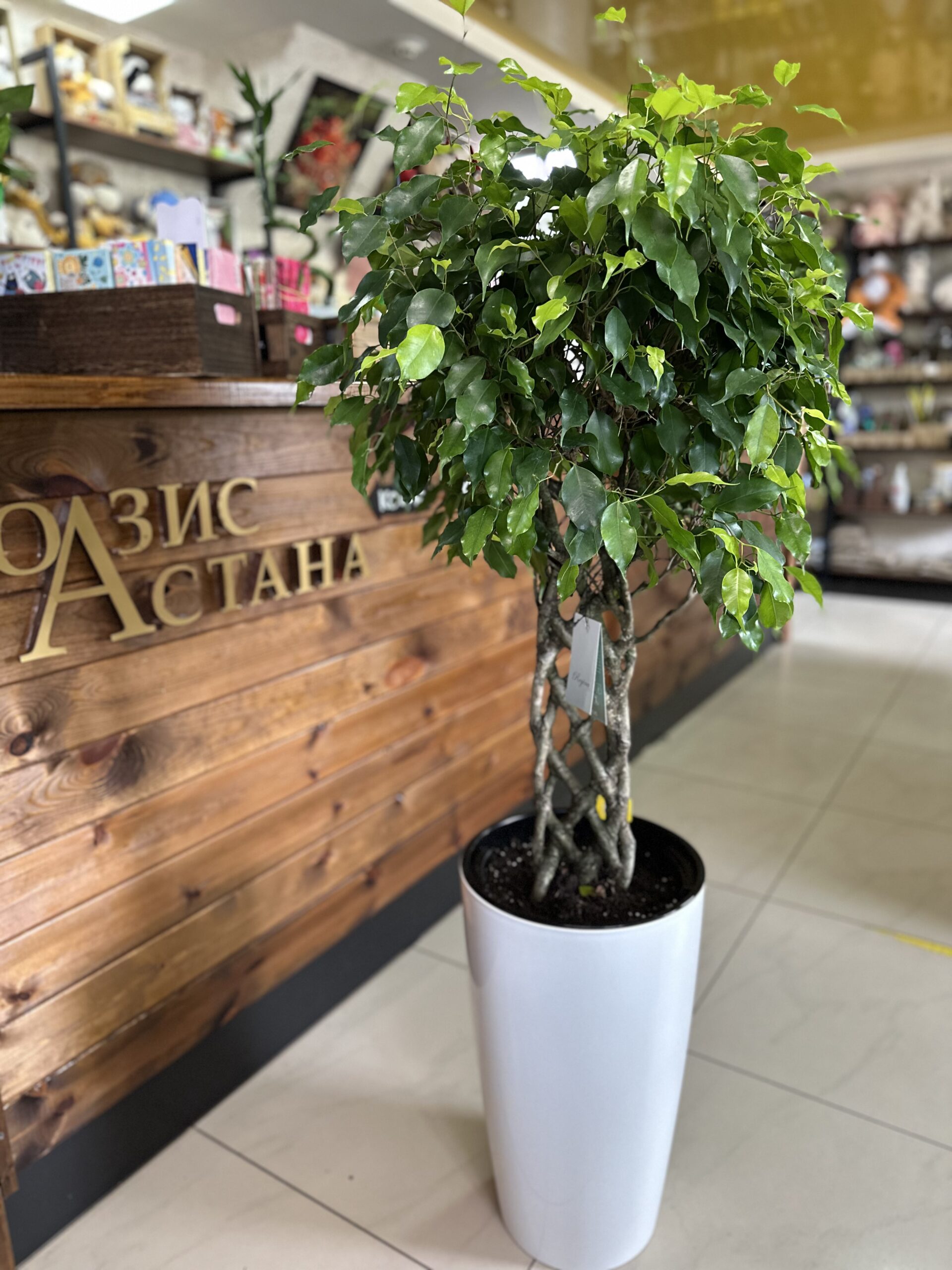 Фикус с плетёным стволом уже пересаженный