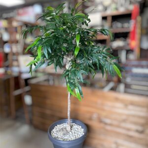 Ботаническая копия растения